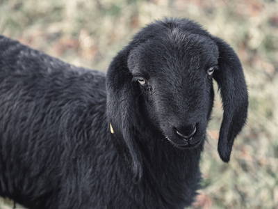 Bild 28 aus  Maraias Luxury Suites & Apartments