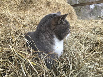 Bild 28 aus  LandSelection Gutshof Käppeler