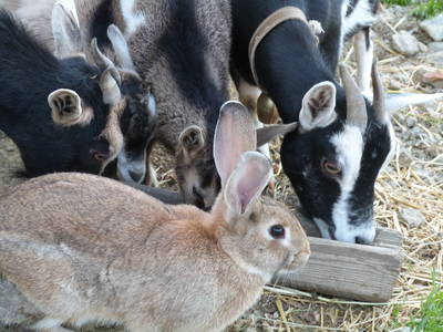 Bild 17 aus  Raffreiderhof