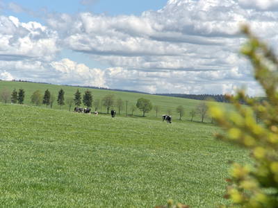 Bild 9 aus  Gschwinghof