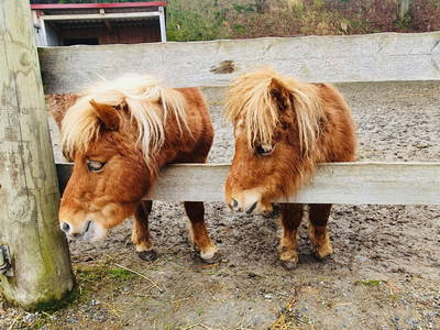 Bild 26 aus  Ferienhof & Campingplatz Schweinmühle