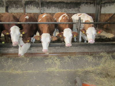 Bild 36 aus  Lindenhof