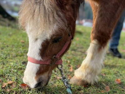Bild 16 aus  Hofgut Schleinsee  - idyllisch am eigenen See