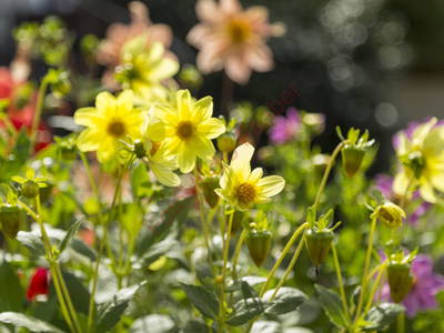 Bild 12 aus  Stüblehof - Familie Mock