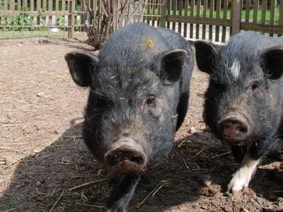 Bild 20 aus  Gutshof Baumbach