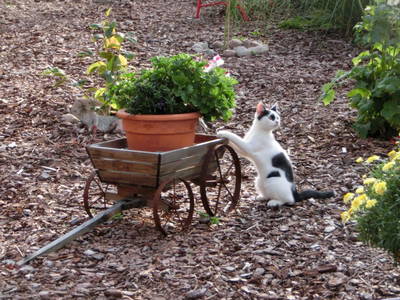 Bild 11 aus  Sonnenlandhof