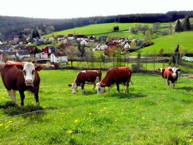 Bild 10 aus  Schweizermichelhof