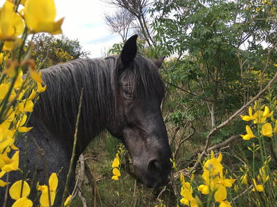 Bild 72 aus  Casa Bivignano