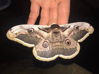 Bild 151 aus  Le Colombié - Ferienhäuser an der Dordogne mieten