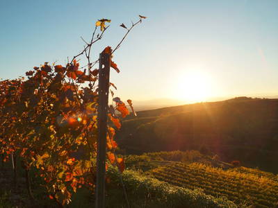 Bild 20 aus  Maienbrunnenhof