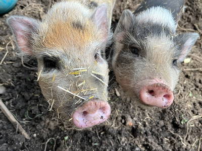 Minischweine