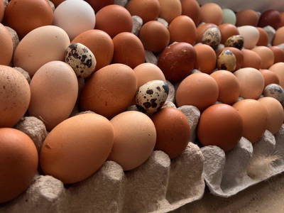 Bild 13 aus  Ferienhof Weißenbach