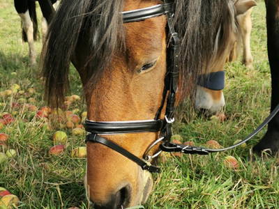 Bild 17 aus  Ferienhof  Nina Weilandt