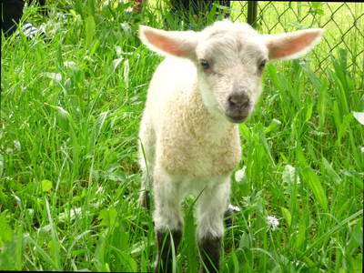 Bild 6 aus  Ferienhof Am Wunderberg