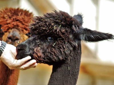 Bild 14 aus  Ferienhof Störwiese