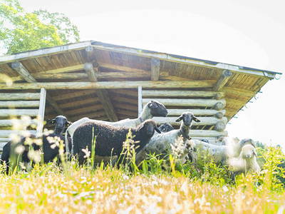 Bild 5 aus  Beim Melchern