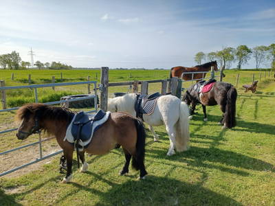 Bild 3 aus  Ferienhof Nordorfer Grashaus