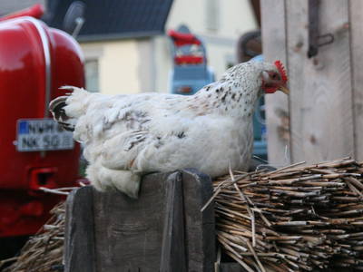 Bild 28 aus  Urlaub unterm Reet