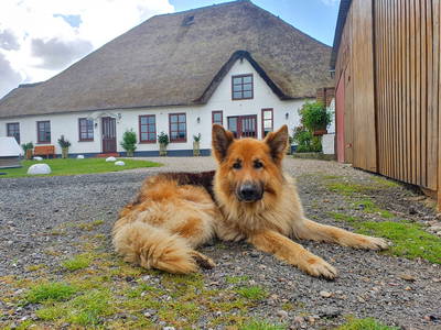 Bild 21 aus  Ferienhof   Witte Haubarg                -  2025 Beliebtester Ferienhof für Familienurlaub