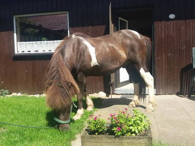 Bild 6 aus  OstseeBauernhof Schönhagen