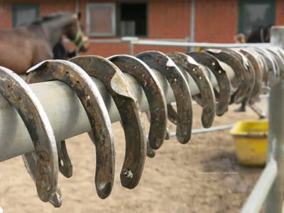 Bild 35 aus  Bernsteinreiter Hirschburg