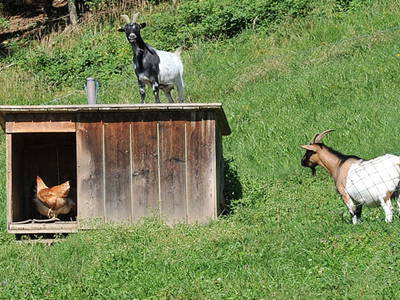 Bild 18 aus  Ferienhof Moyer