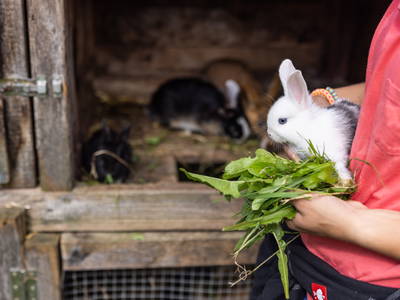 Bild 32 aus  Erholung - Natur pur - Urlaub auf dem Loyerhof