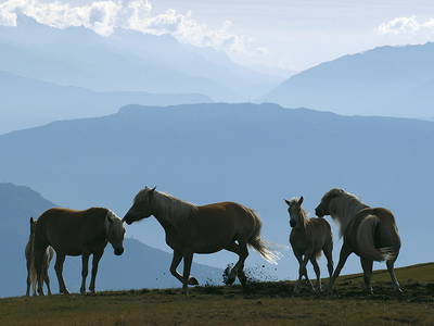 Bild 15 aus  Wietererhof