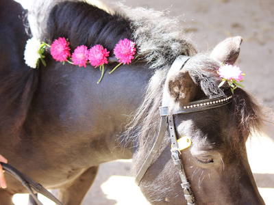 Für die Reiterspiele können die Kinder ihre Ponys mit Blumen aus dem Garten schmücken