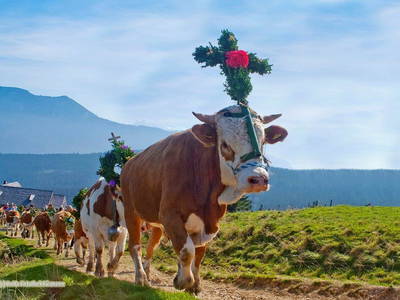 Bild 24 aus  Obermoarhof