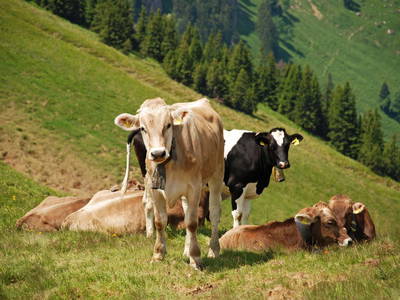 Bild 23 aus  Gmeinder's Landhaus