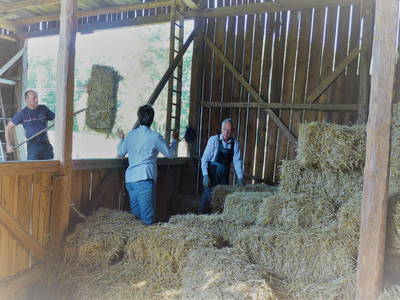 Strohernte mit Gästen als Helfer