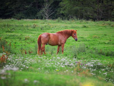 Bild 12 aus  Gutshof Dragefeld