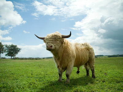 Bild 46 aus  Hof Schlossblick  " der etwas andere Bauernhof "