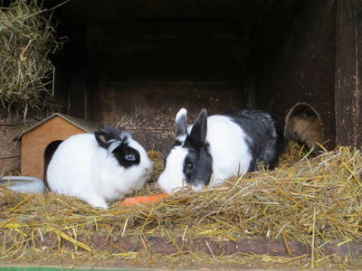 Bild 9 aus  Ferienhof Sönnecken