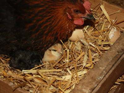 Bild 23 aus  Ferienhof Larrieder Mühle