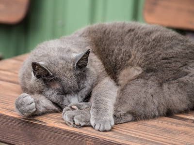 Bild 20 aus  Ferienhof Lorenzen