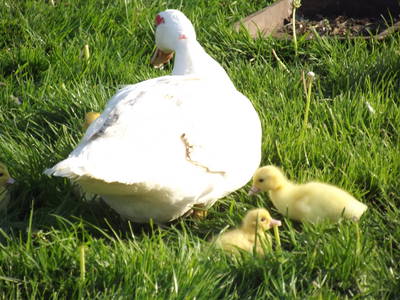 Bild 7 aus  Pension Lindenhof