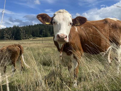 Bild 10 aus  Ferienwohnung Rüttwaldhof