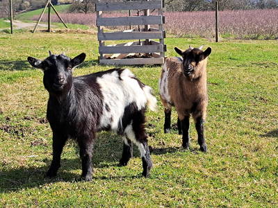 Bild 16 aus  Ferienhof Gehrenberg