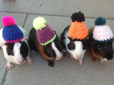 Bild 12 aus  Hanselishof