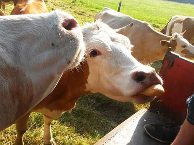 Bild 17 aus  Willkommen bei Familie Gutmann  auf dem Itzenwaldhof