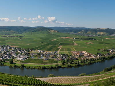 Bild 19 aus  Weingut Winnebeck inmitten der Weinberge