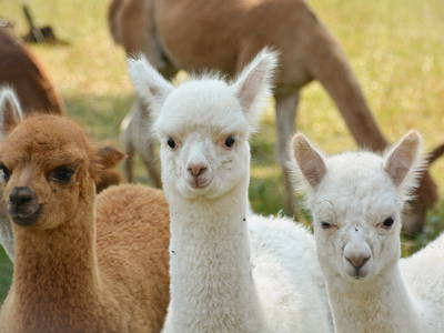 Bild 11 aus  Landhaus Paco