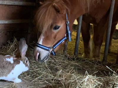 Bild 17 aus  Ferienhof Ritter im Harz