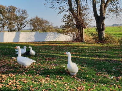 Bild 8 aus  Der Liethshof