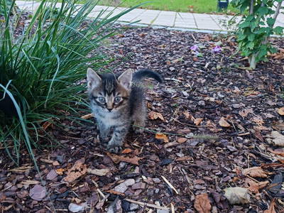 Bild 12 aus  Knoglerhof am Rinser See