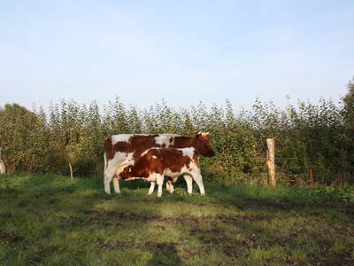 Bild 8 aus  Schümannhof