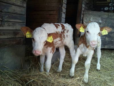 Bild 14 aus  Ferienbauernhof Mau