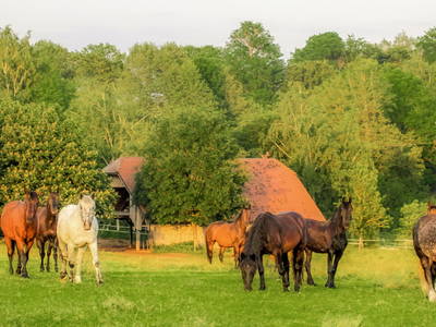 Bild 5 aus  Reit-, Pensions- und Ferienhof Zehendner